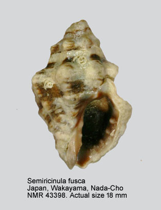 Semiricinula fusca.jpg - Semiricinula fuscaKüster,1862